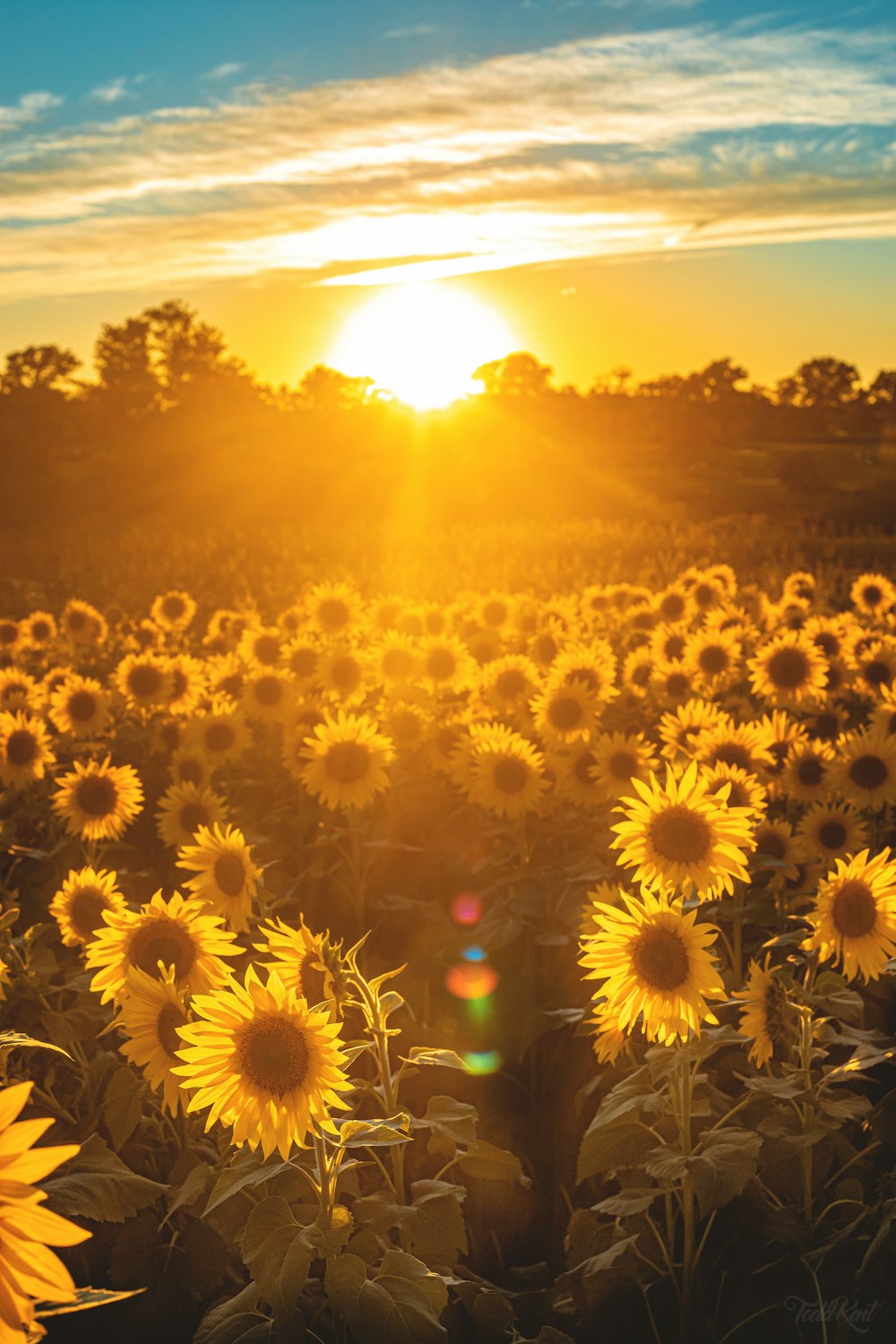 Champ de tournesol pendant l’heure dorée