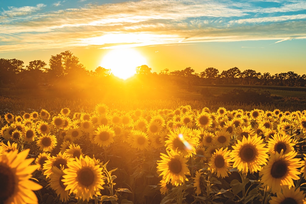 campo de girasoles bajo el cielo azul durante la puesta del sol