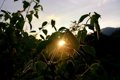 Soft sunlight filtering through leaves, illuminating skincare bottles.