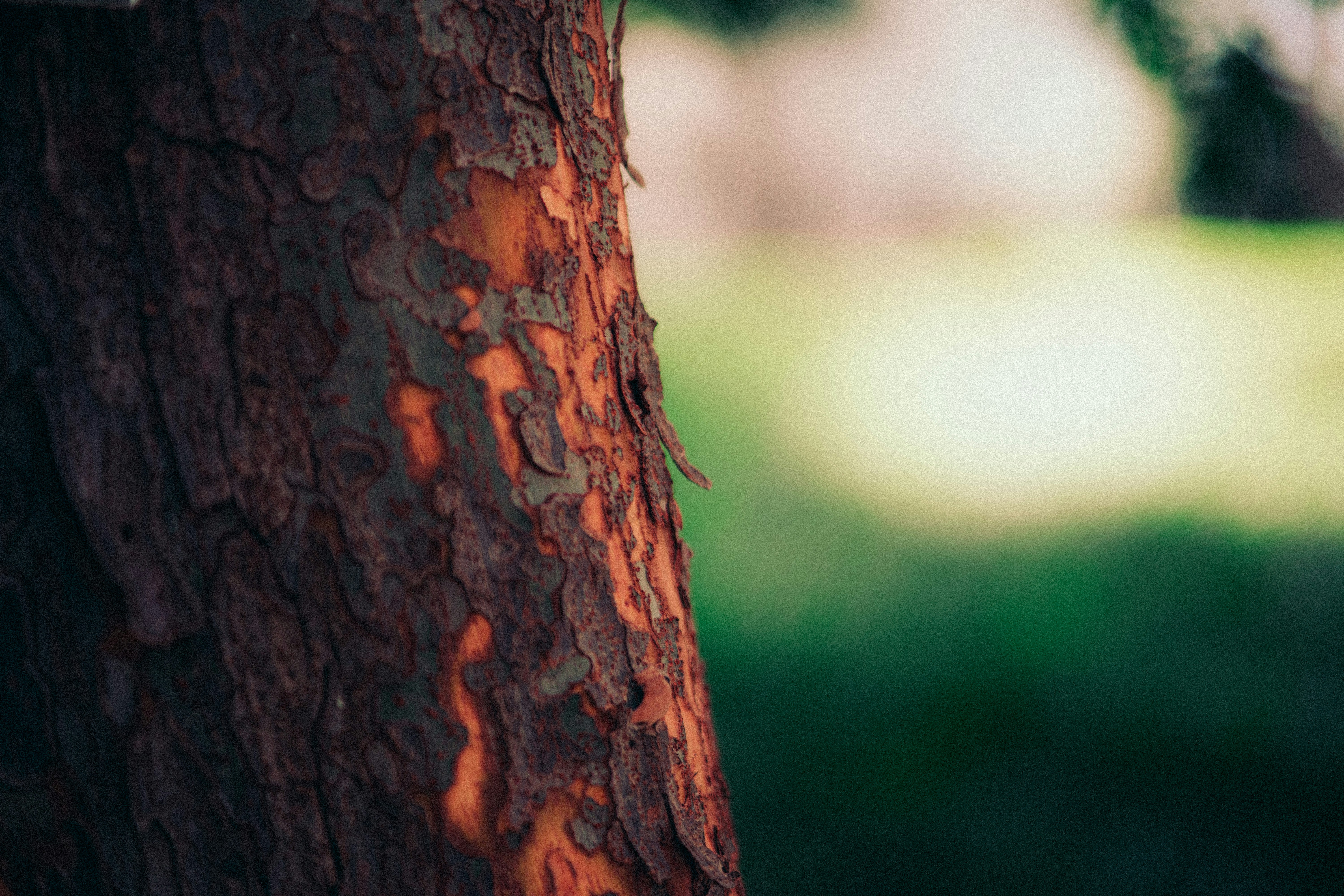 Photo by timothycdykes