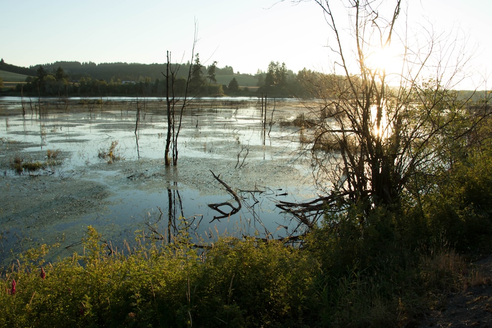 green grass near body of water during daytime