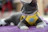 A modern living room scene with a gray cat comfortably lounging next to a Noblepaw harness display.
