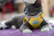 A modern living room scene with a gray cat comfortably lounging next to a Noblepaw harness display.