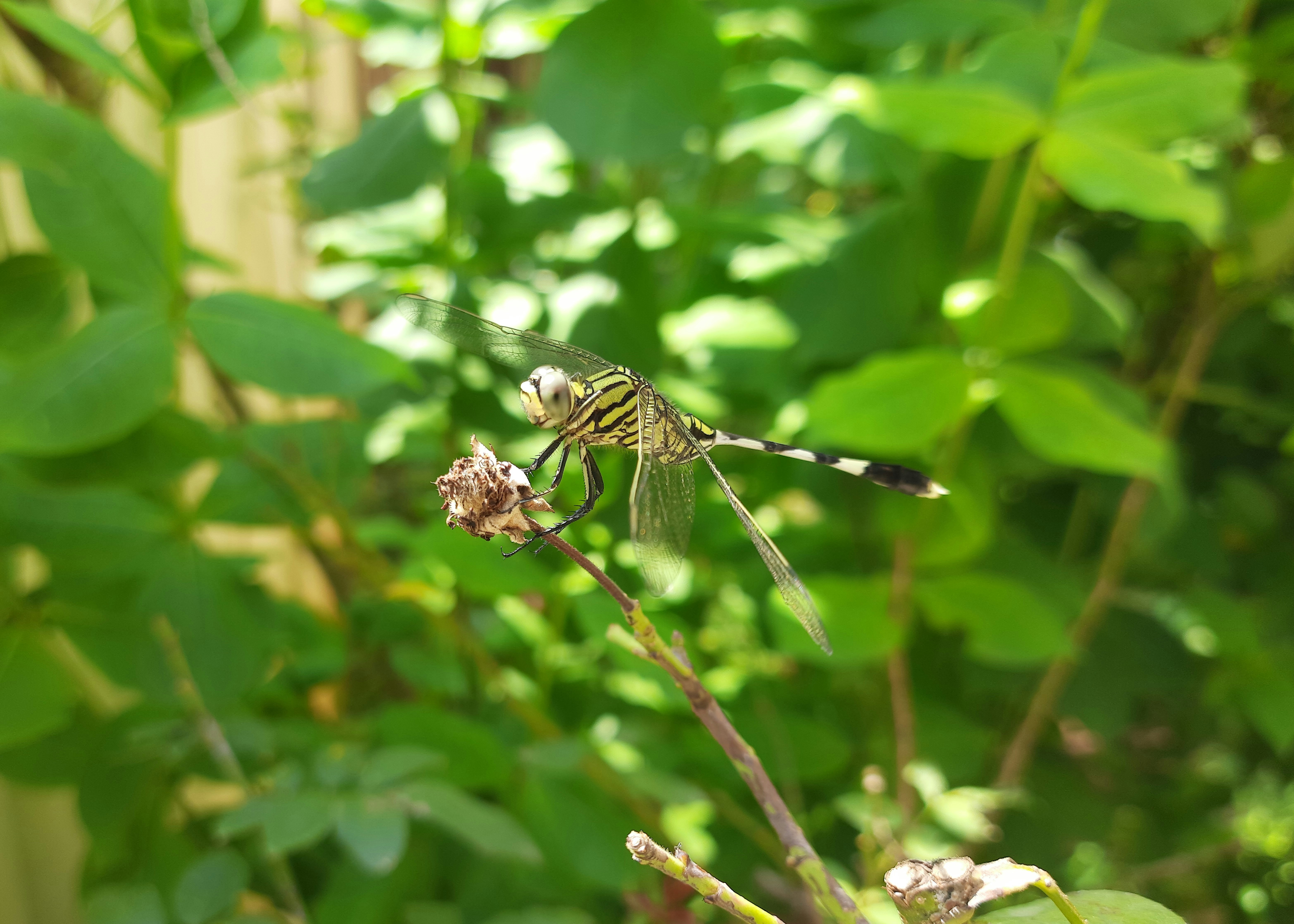 Black and white dragonfly perched on brown stem in close up photography ...