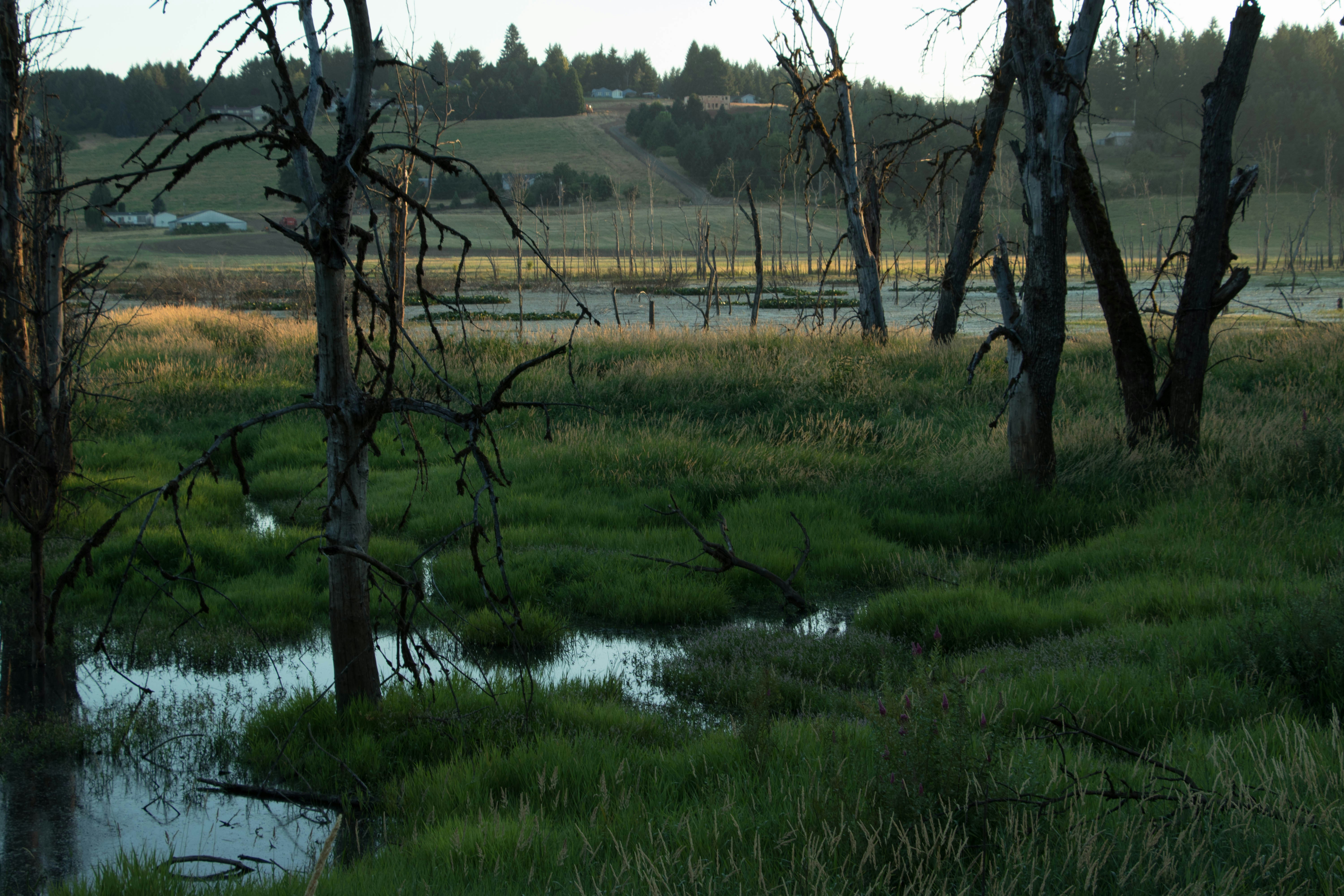 Green field by the water's edge