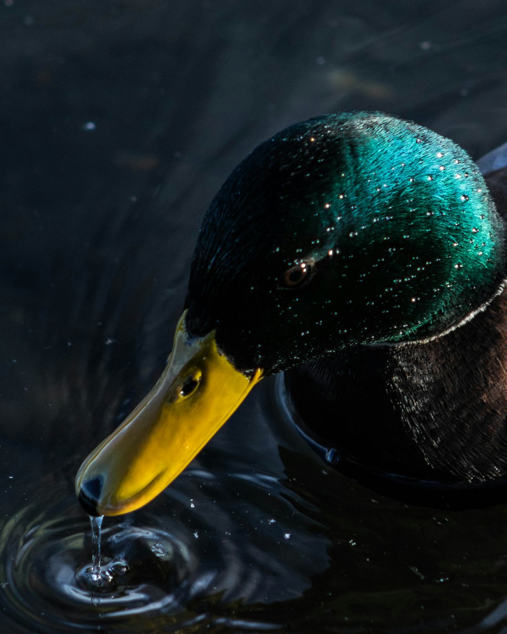 green and brown duck on water