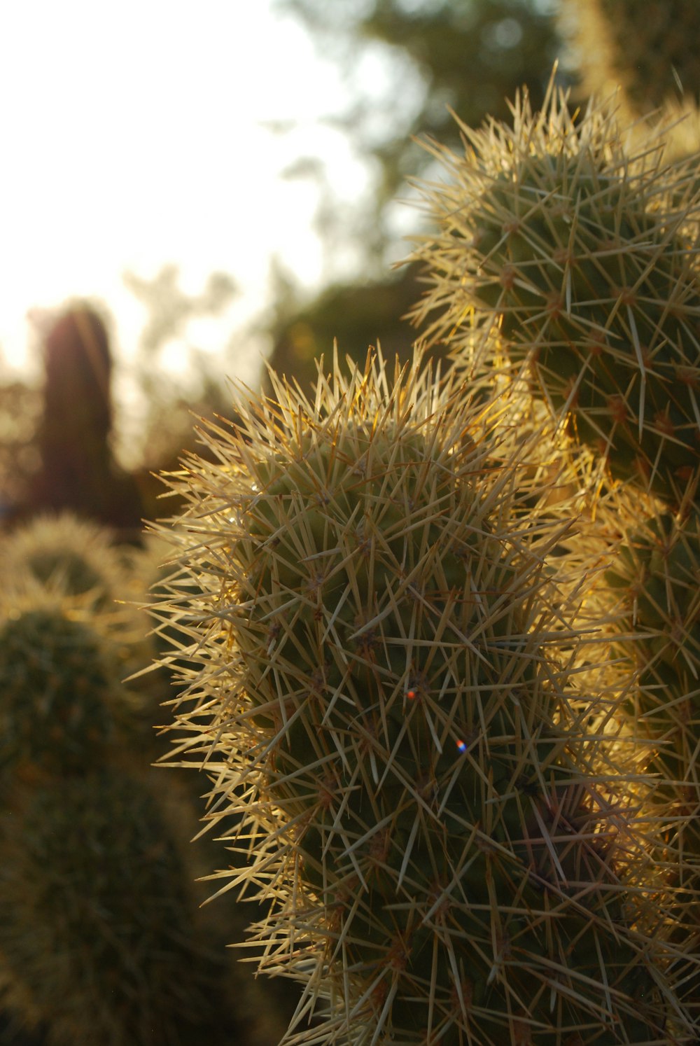 green cactus in close up photography