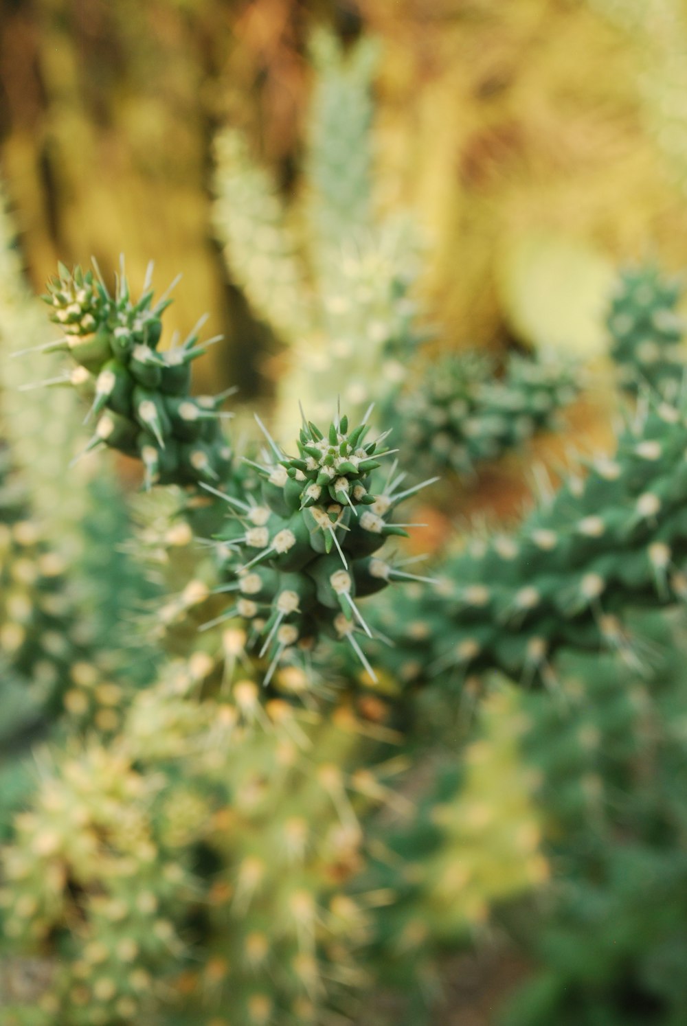 green and brown plant in close up photography