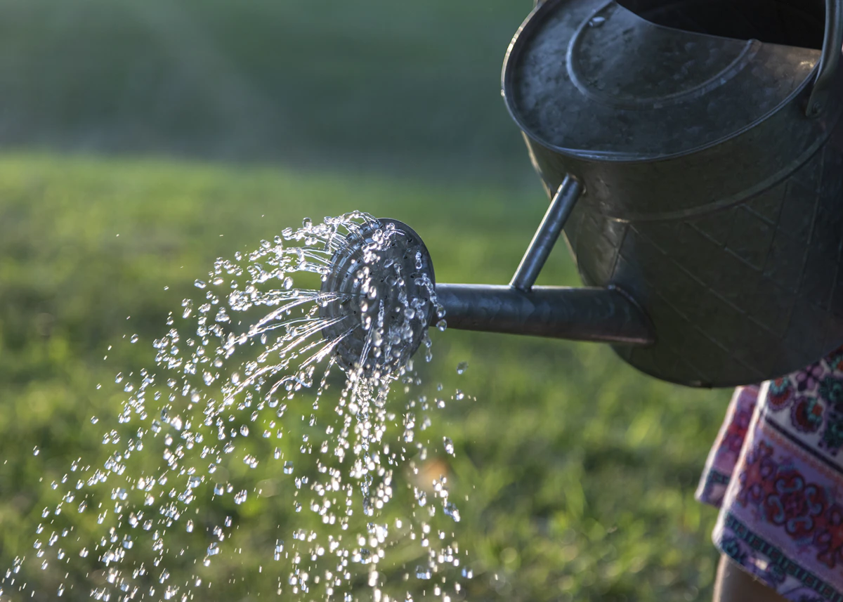 A grey metal watering can with water arcing into the spout — the source of the saturated soil that drives root rot when drainage is missing
