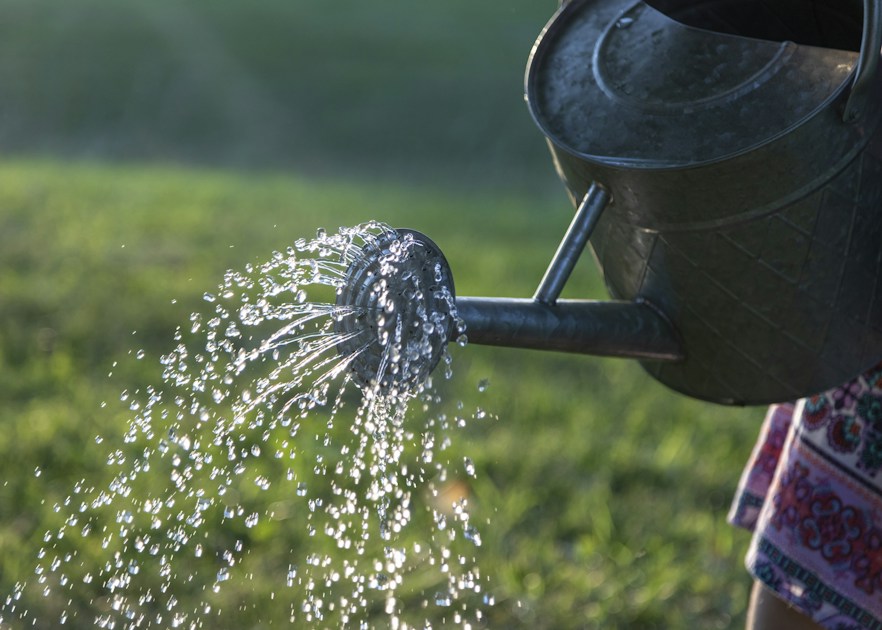 Watering Your Container Plants: How Much Is Too Much? — practical guide overview