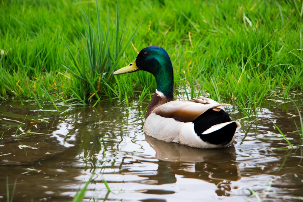 brown and green mallard duck on green grass field