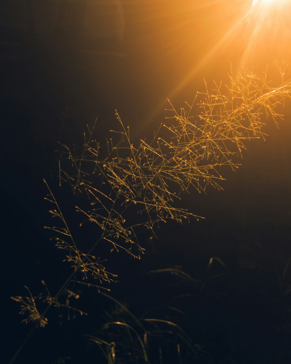 silhouette of grass during sunset