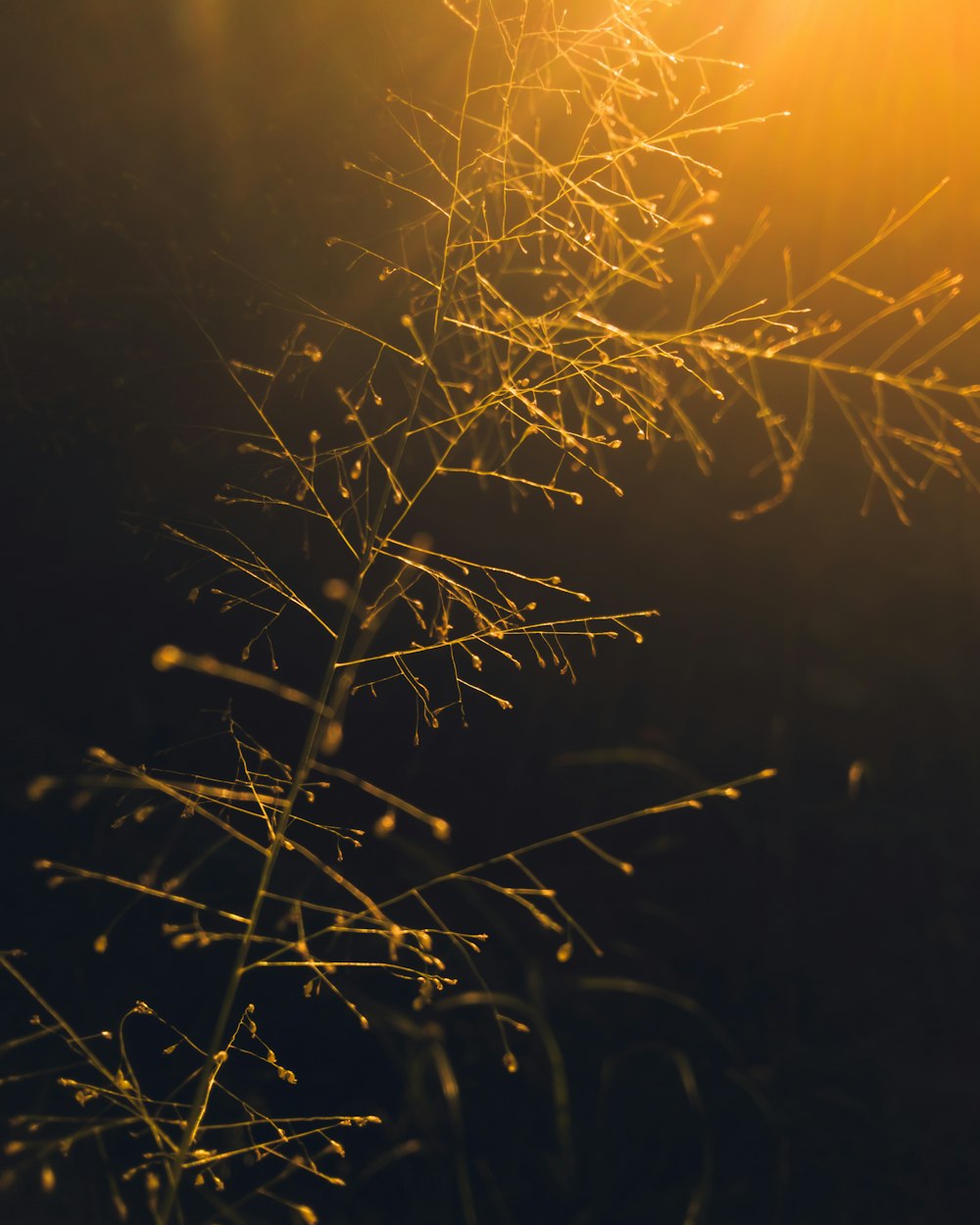 yellow fireworks in dark night sky