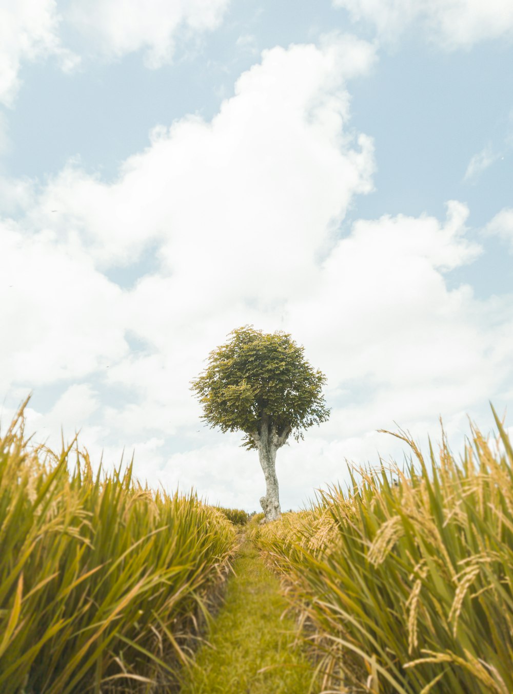 green tree under white clouds and blue sky during daytime