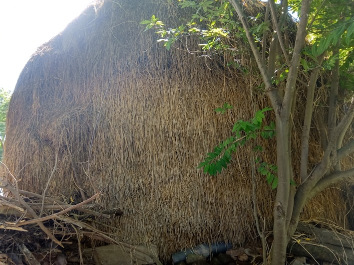 A cozy corner displaying dried and fresh hay bundles with soft natural light