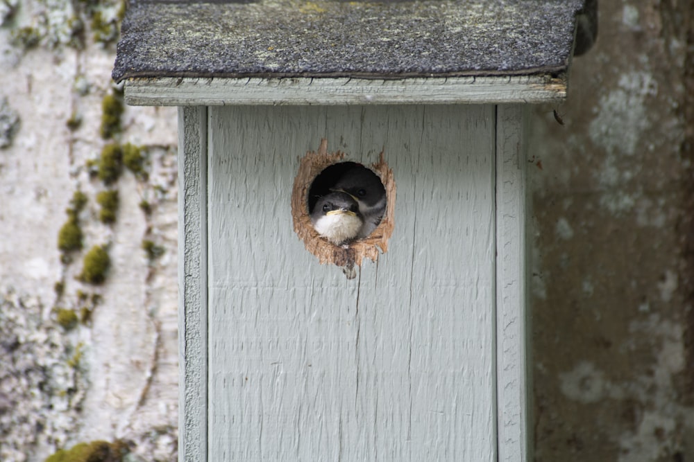 brown and white bird on white wooden bird house