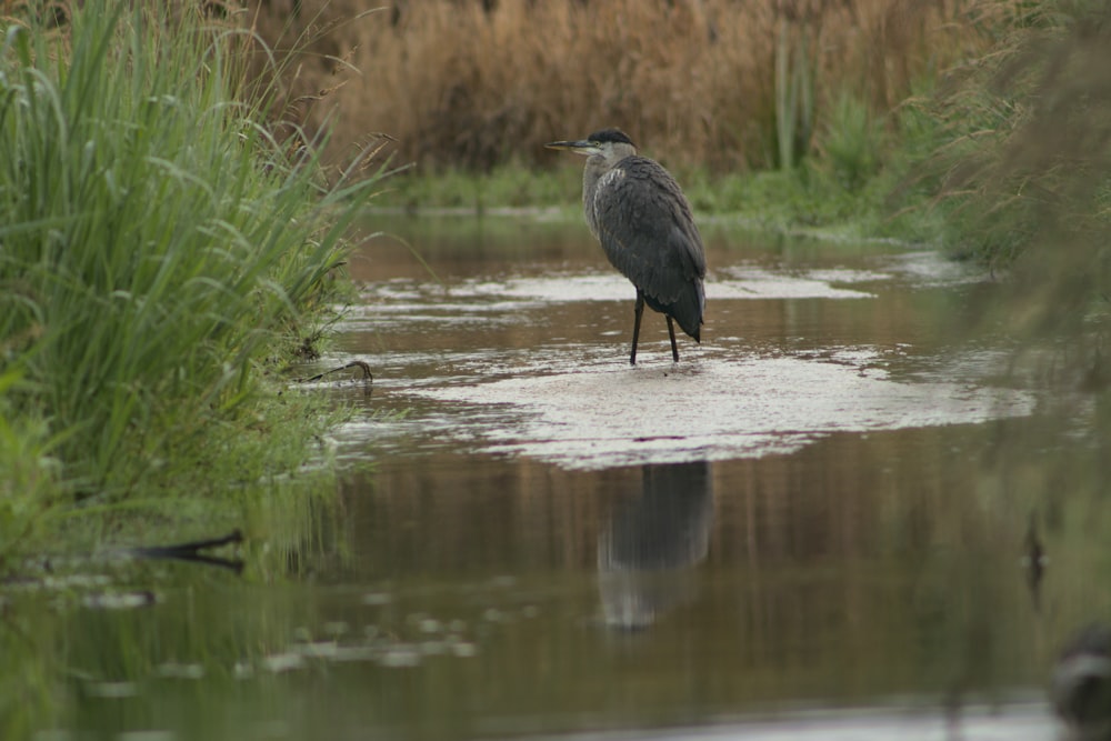 black and white bird on water