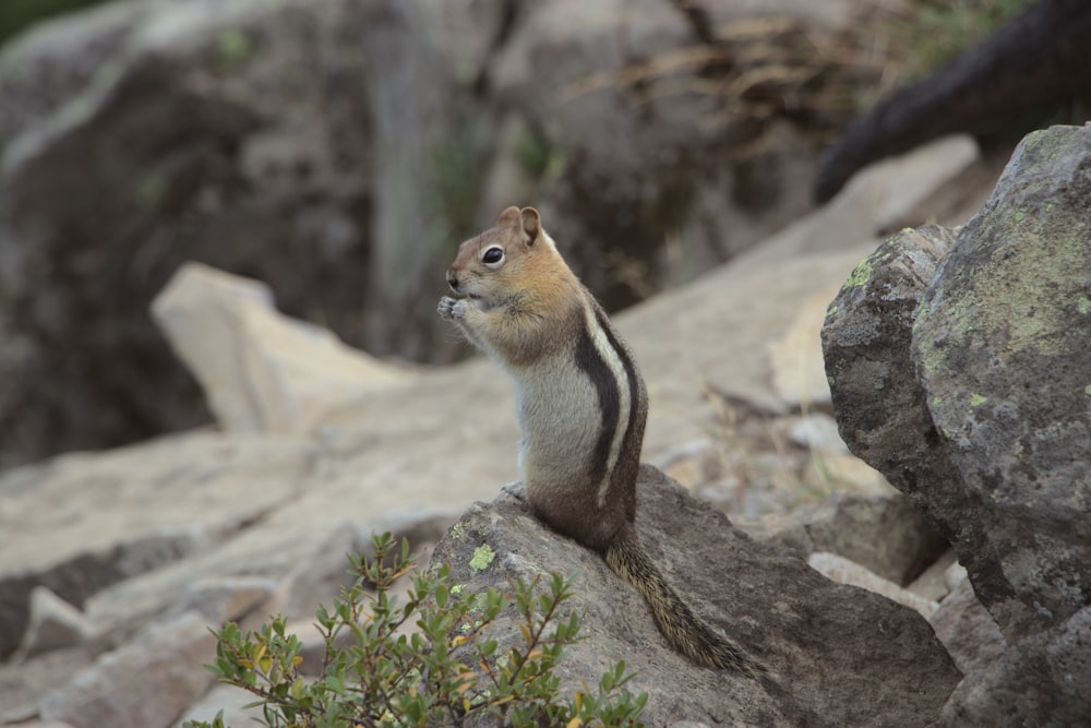 scoiattolo marrone e bianco su roccia grigia