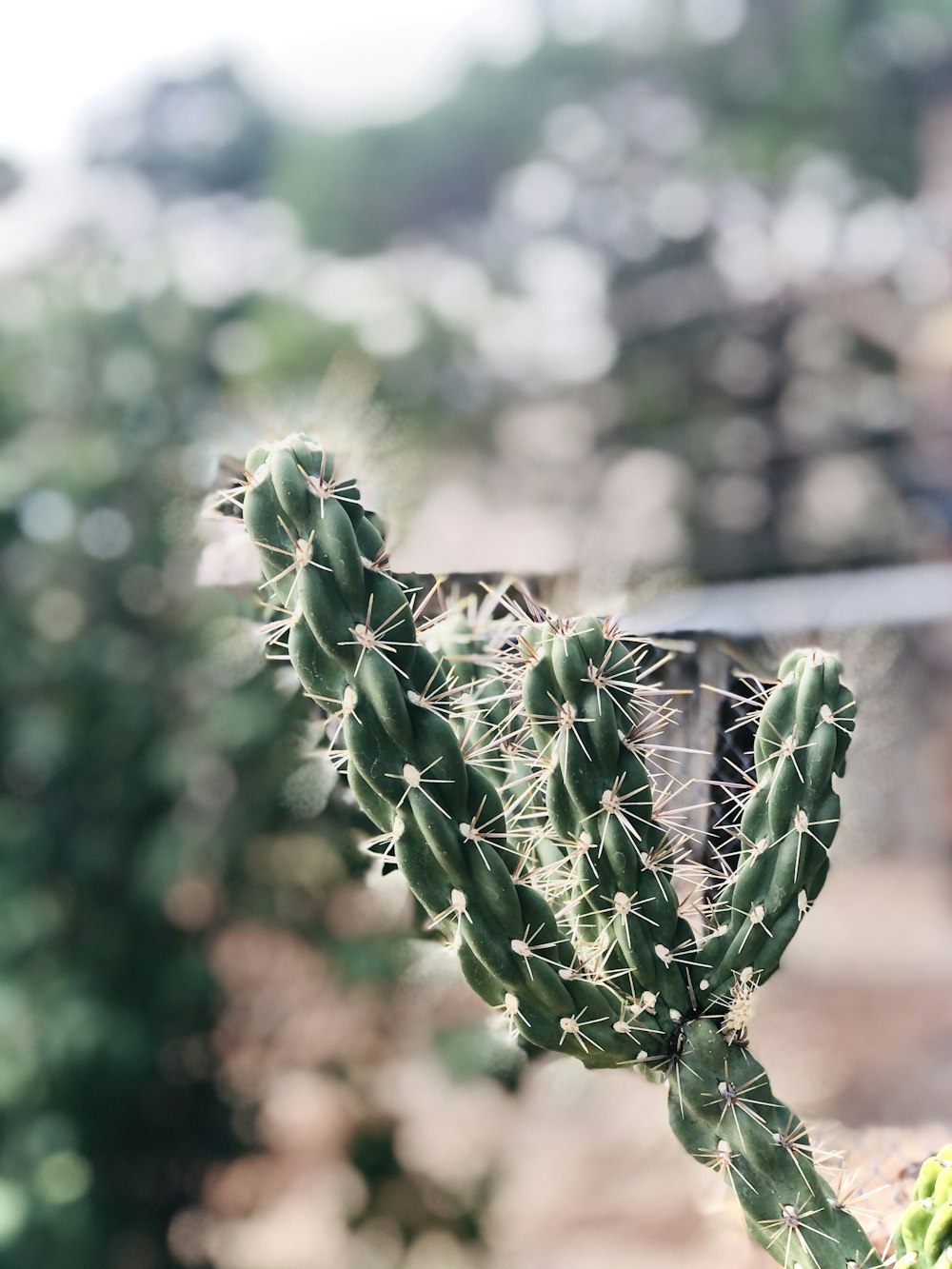 green plant in tilt shift lens