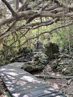 A wooden pathway meanders through a dense forested area, with large intertwined tree branches forming an overhead canopy. The path is surrounded by lush greenery and rocky formations, creating a natural, serene atmosphere.