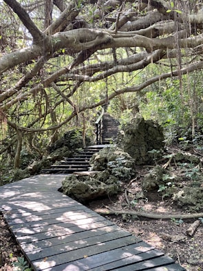 A wooden pathway meanders through a dense forested area, with large intertwined tree branches forming an overhead canopy. The path is surrounded by lush greenery and rocky formations, creating a natural, serene atmosphere.