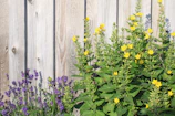 A team member installing a wooden fence beside a landscaped backyard with colorful plants.