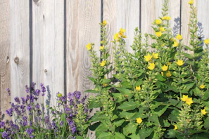 A team member installing a wooden fence beside a landscaped backyard with colorful plants.