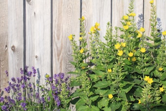 A wooden fence serves as the backdrop for vibrant plants, featuring clusters of purple flowers to the left and taller green plants with bright yellow blooms to the right. The sunlight casts soft shadows, creating a lively and warm atmosphere.