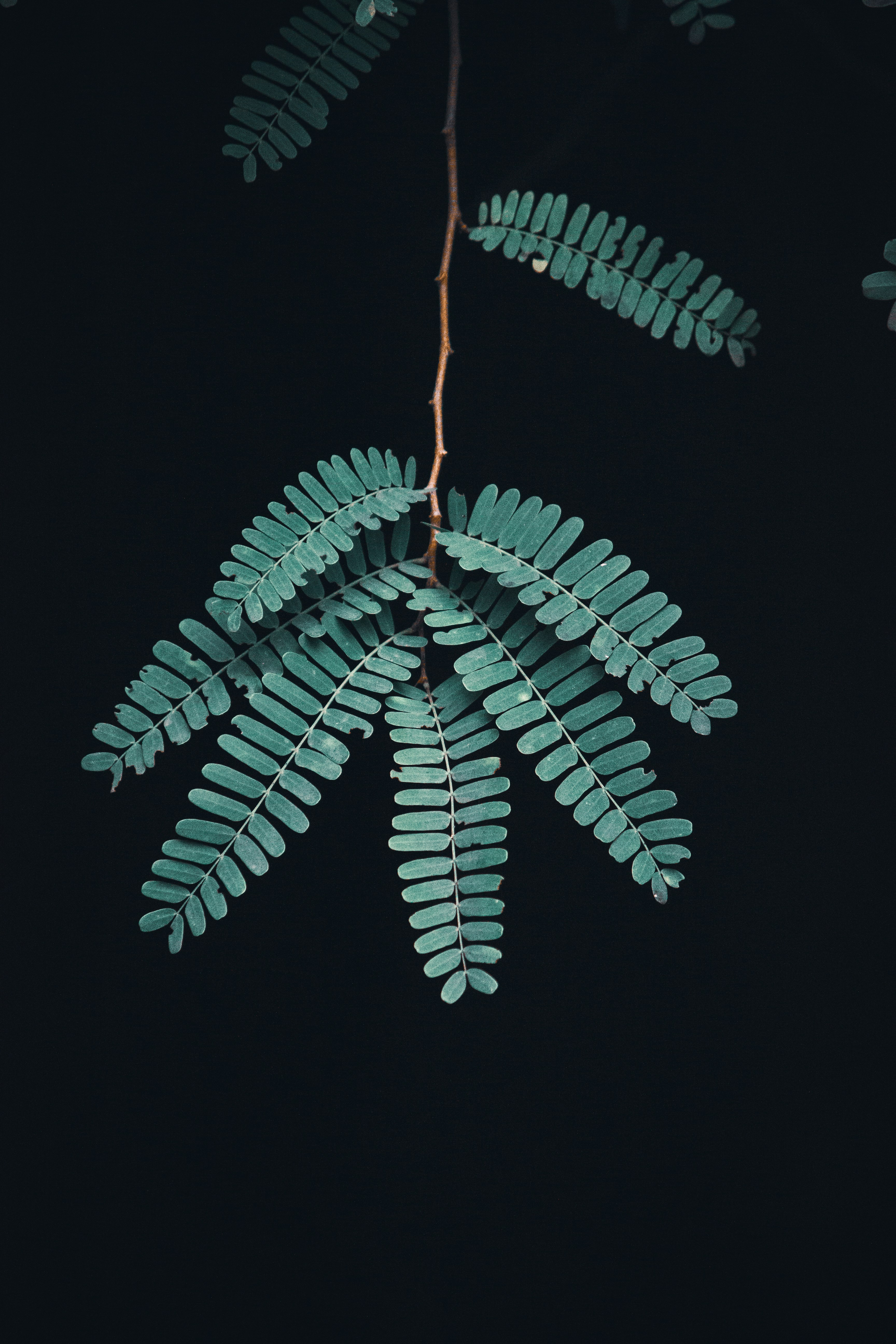 Photo by thilak_cm212