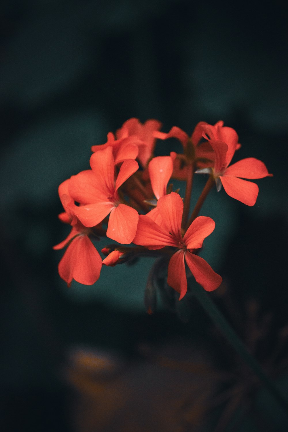 red flower in tilt shift lens