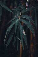 Green bamboo leaves with a dark and moody background, featuring multiple slender leaves with some showing signs of wear or damage.