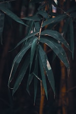 Green bamboo leaves with a dark and moody background, featuring multiple slender leaves with some showing signs of wear or damage.