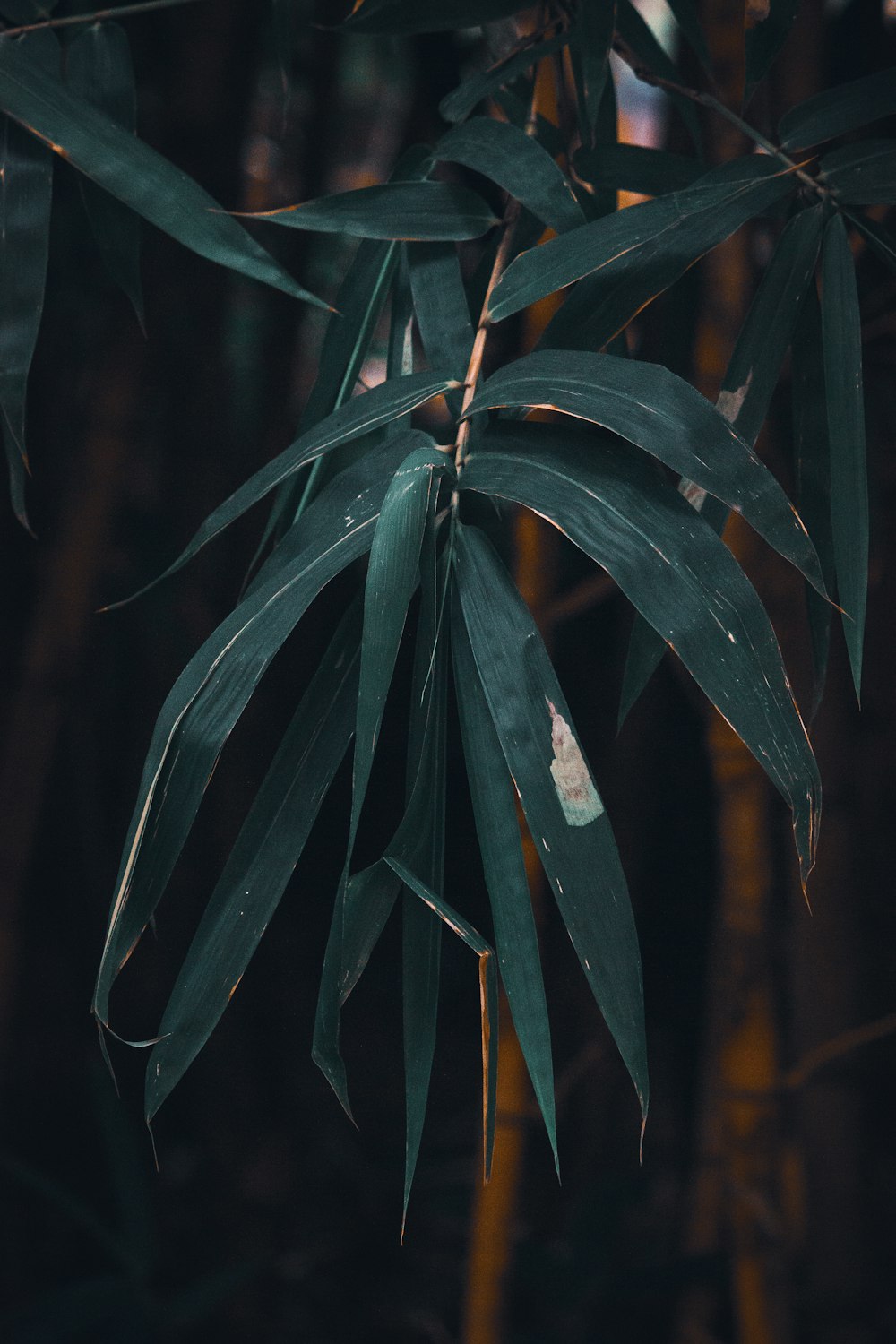 green and orange leaf plant