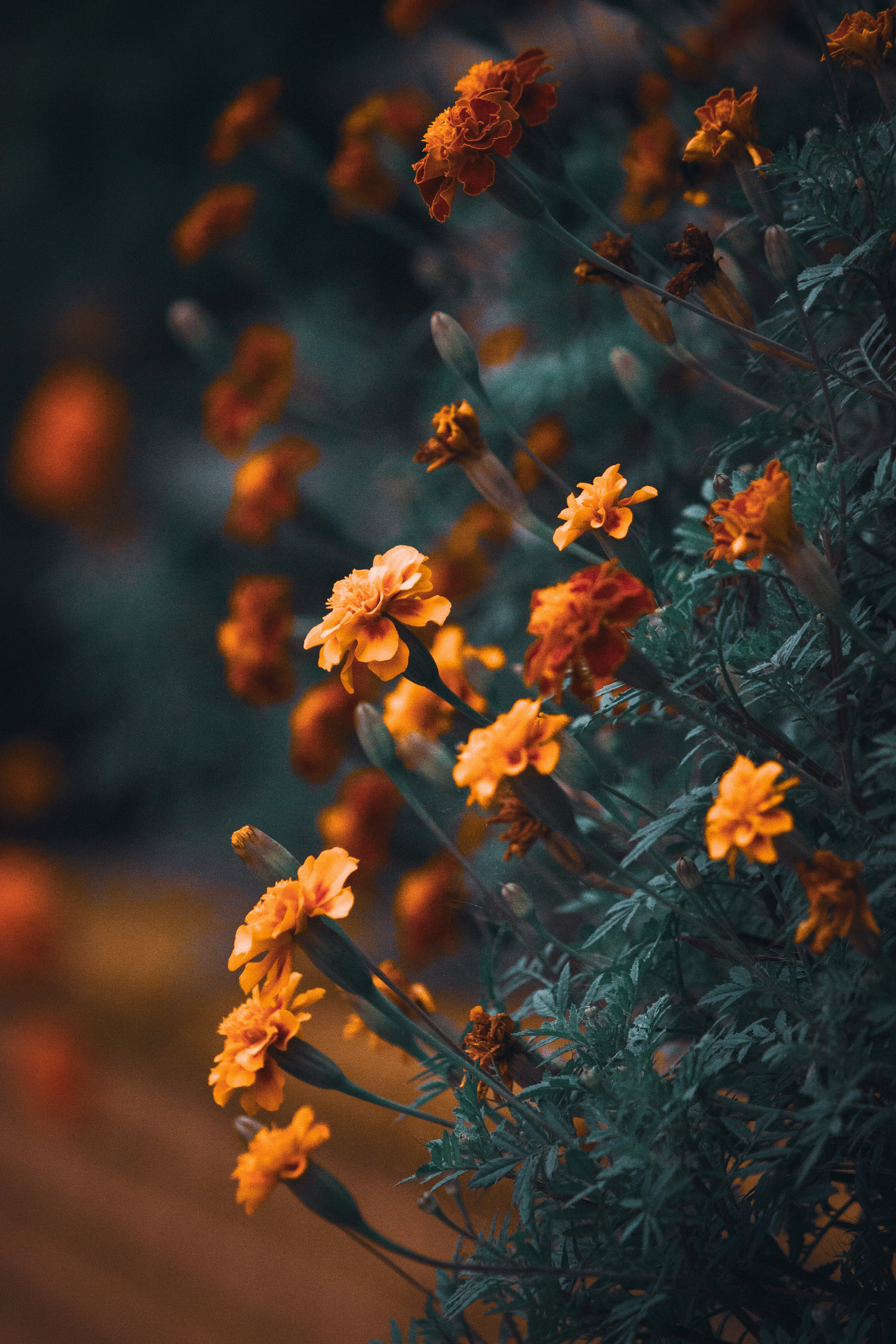 Photo by thilak_cm212