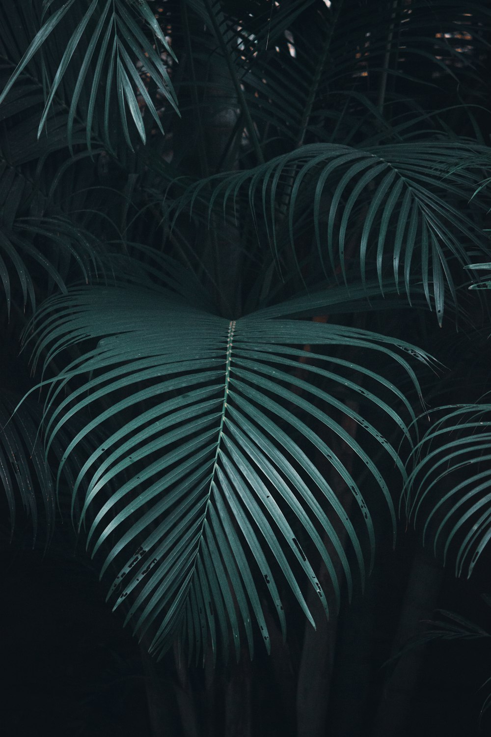 green palm plant during night time