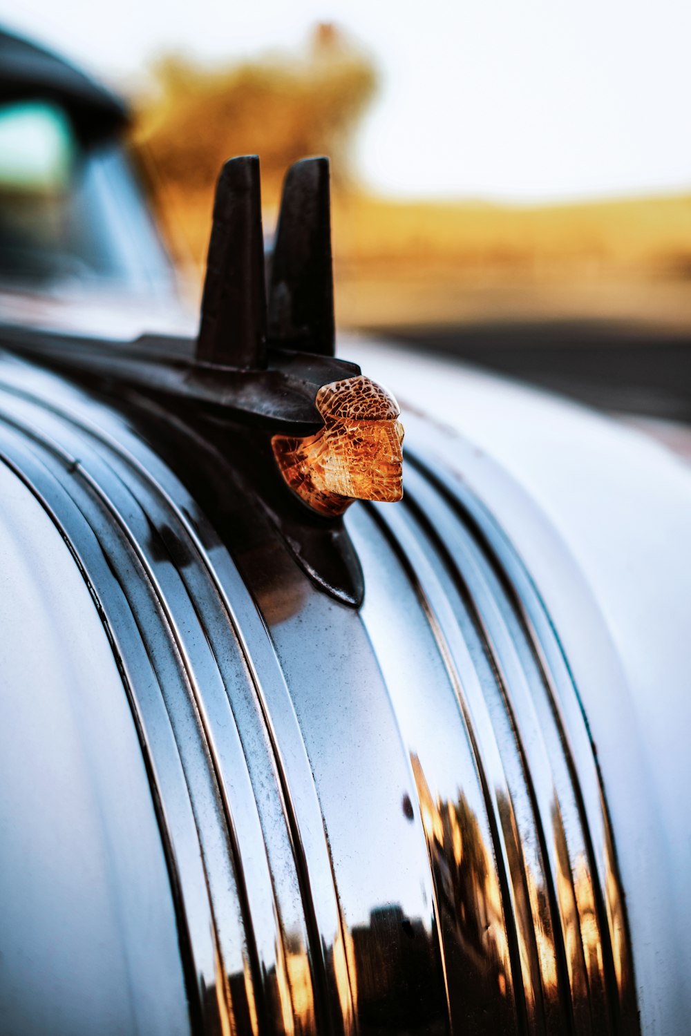 brown and black butterfly on car