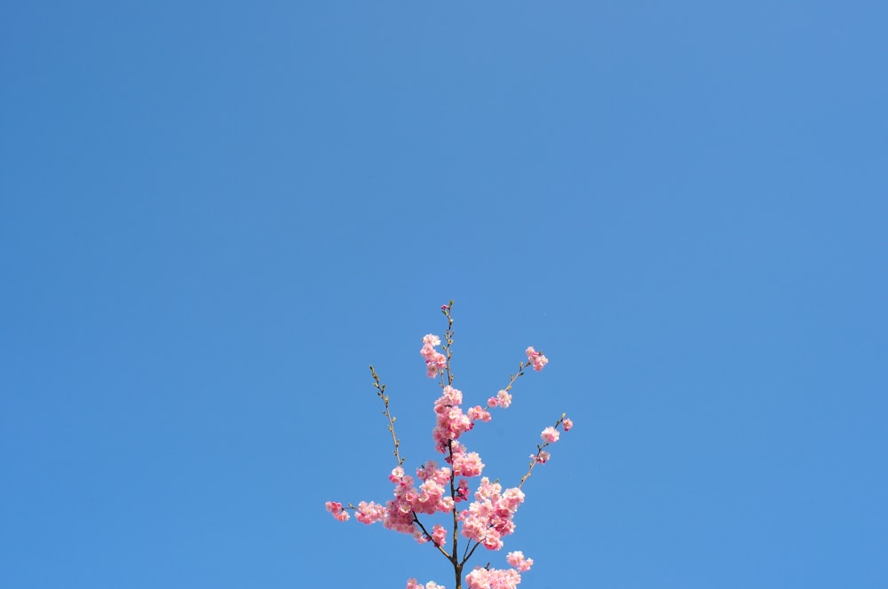 white and pink flower under blue sky during daytime