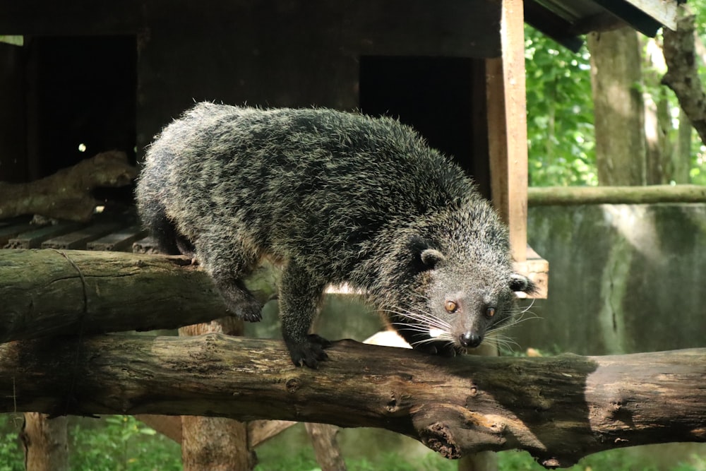 Oso koala gris en la rama marrón de un árbol durante el día