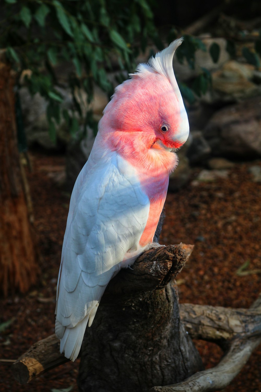 pájaro blanco y rosado en tronco de árbol marrón