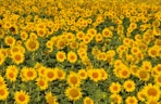 yellow and white flowers during daytime
