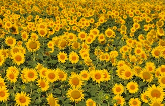 yellow and white flowers during daytime