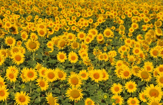 yellow and white flowers during daytime