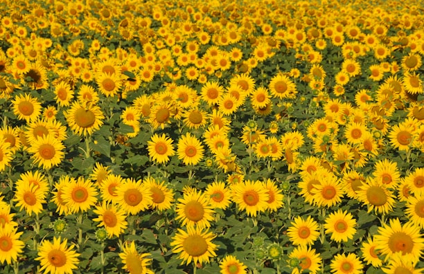 yellow and white flowers during daytime