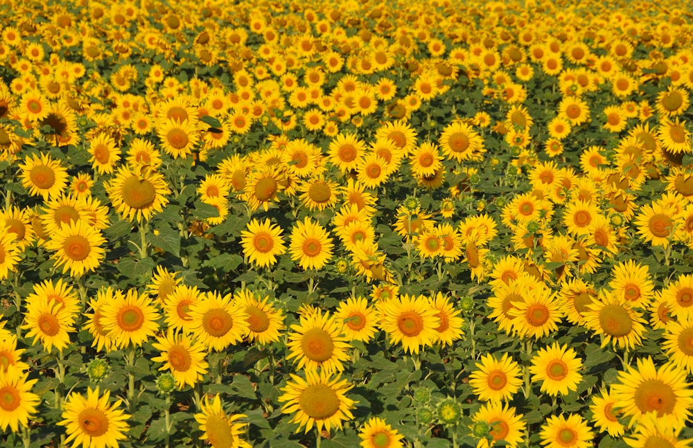 yellow and white flowers during daytime