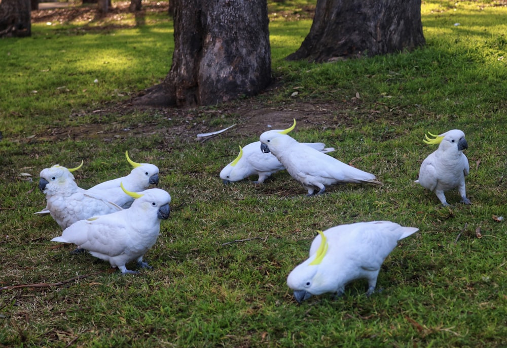 white and yellow birds on green grass during daytime