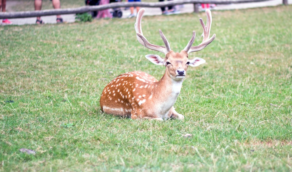 brown and white deer lying on green grass during daytime