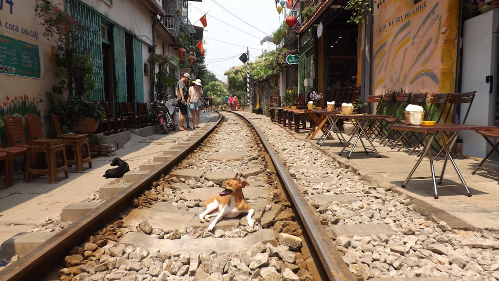 white and brown short coated dog lying on brown soil near train rail during daytime