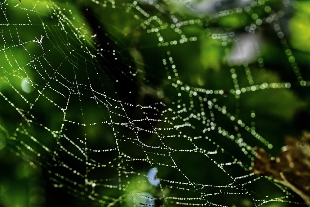 gotas de agua en la tela de araña en la fotografía de primer plano