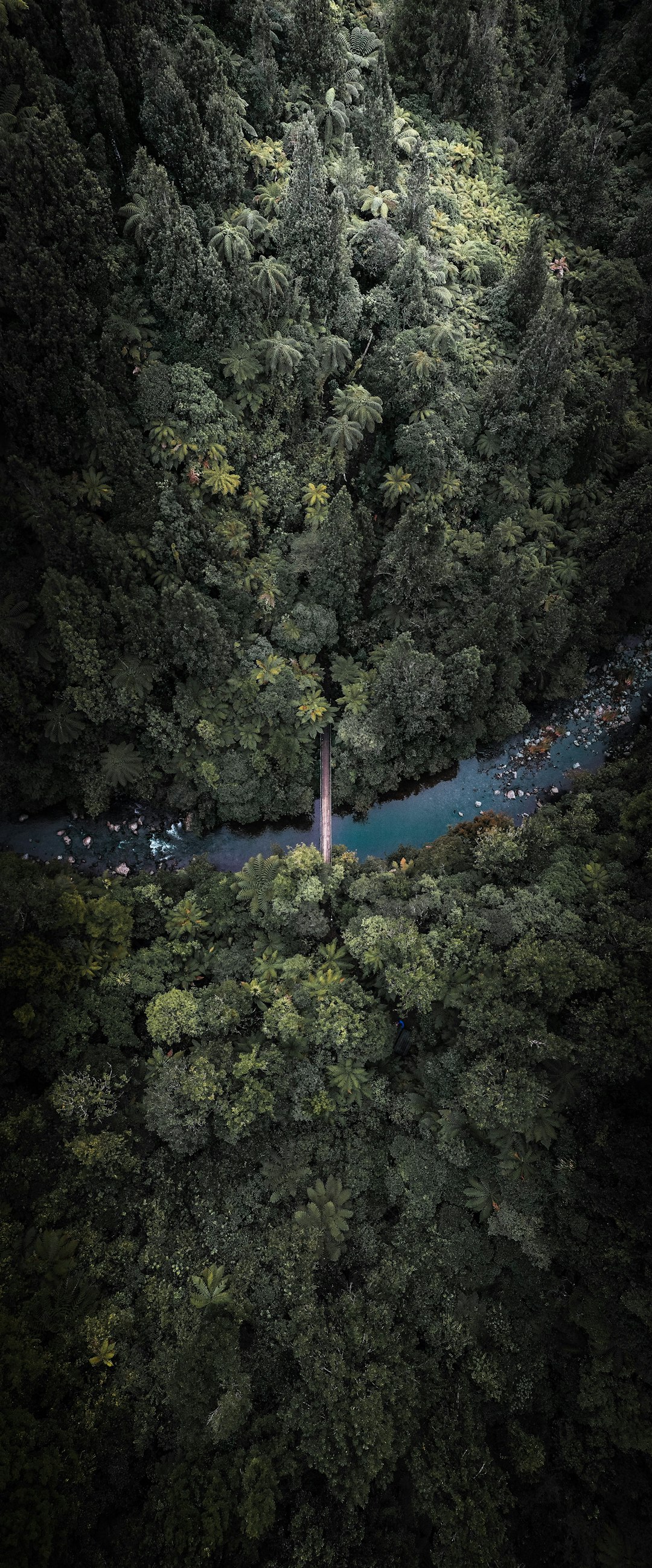 travelers stories about Forest in Sledge Track Kahuterawa Road, New Zealand