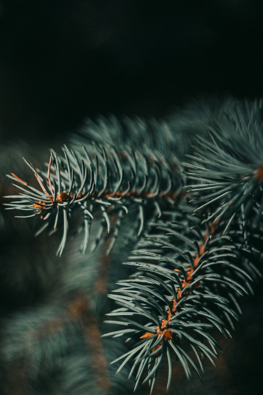 white and brown plant in close up photography